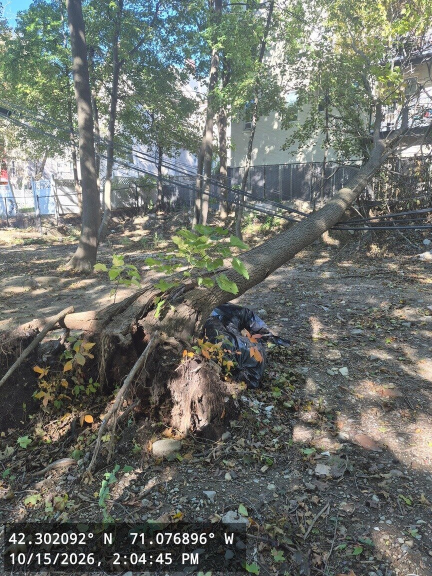 Image submitted with report