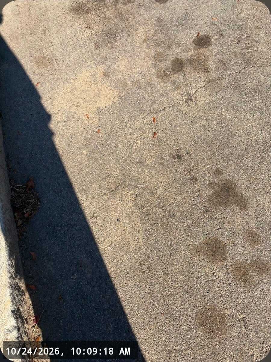 Image submitted with report