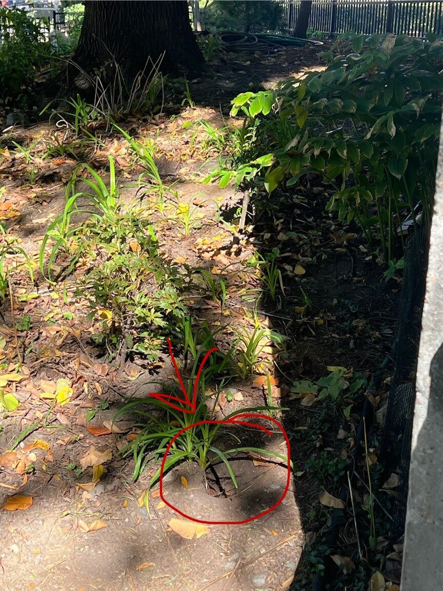 Image submitted with report