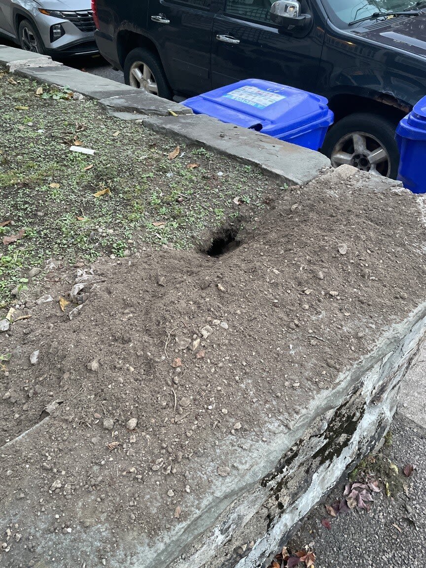 Image submitted with report
