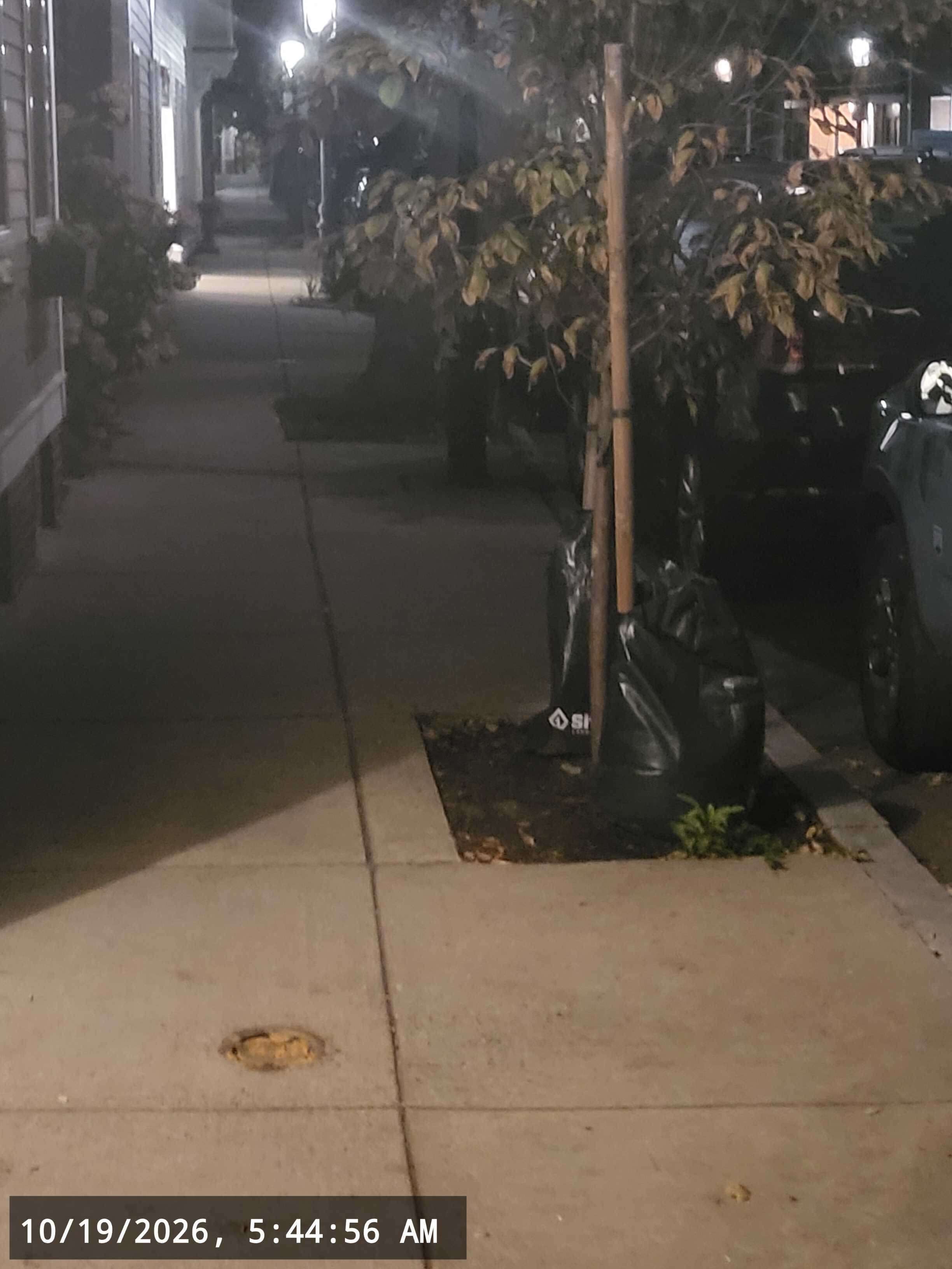 Image submitted with report
