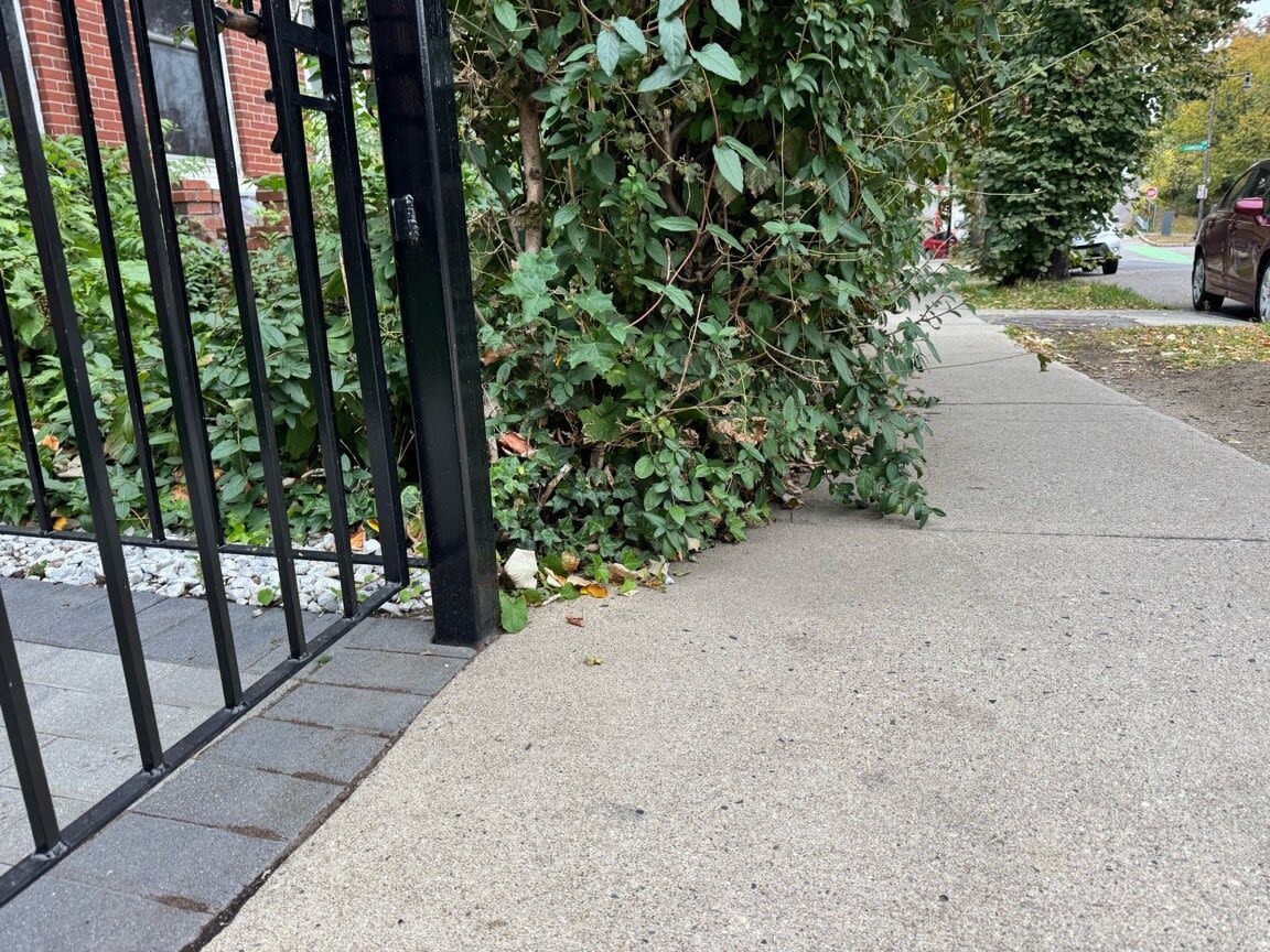 Image submitted with report