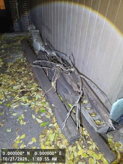 Image submitted with report