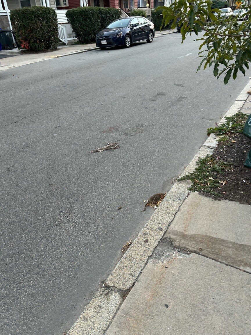 Image submitted with report