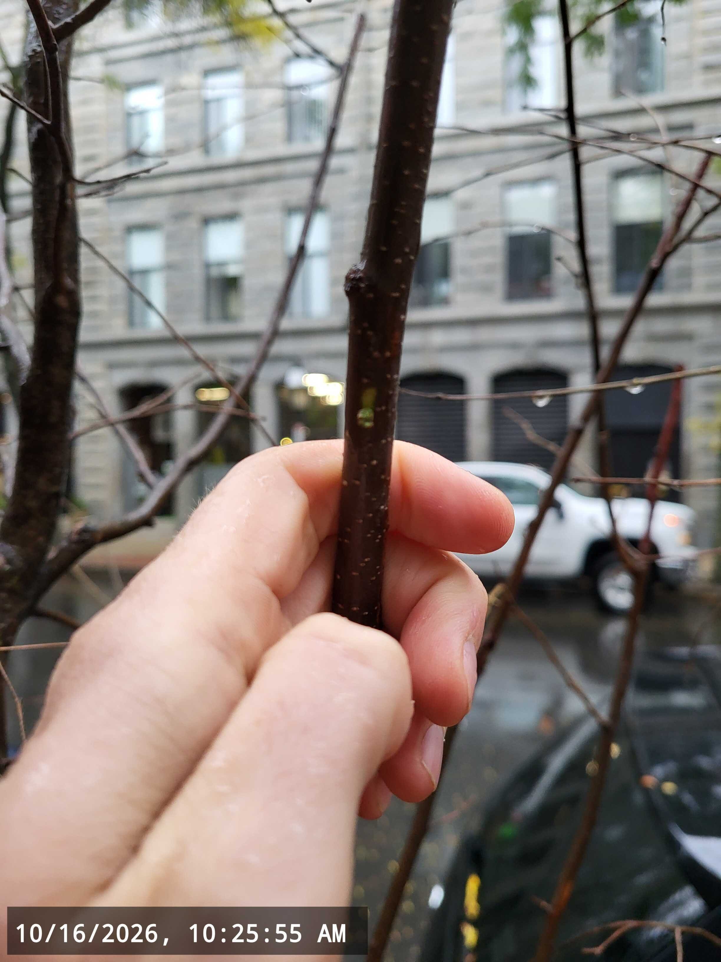 Image submitted with report