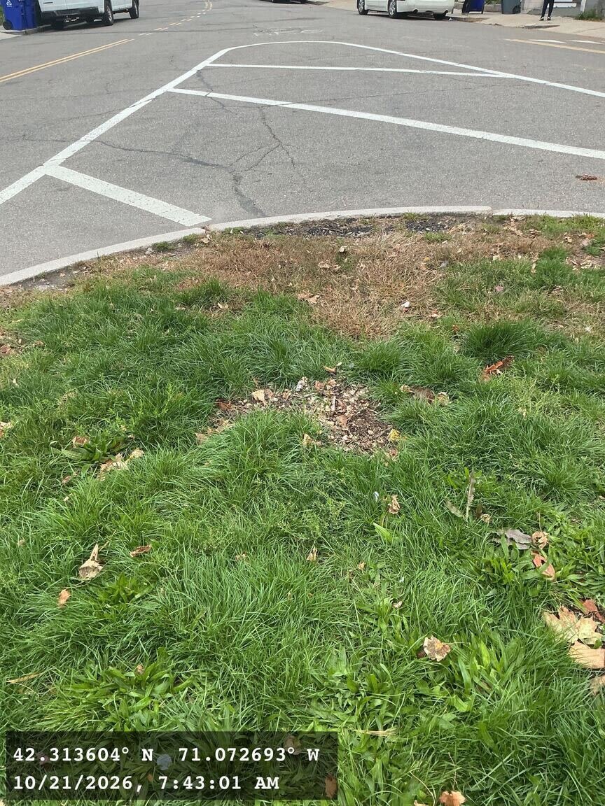 Image submitted with report
