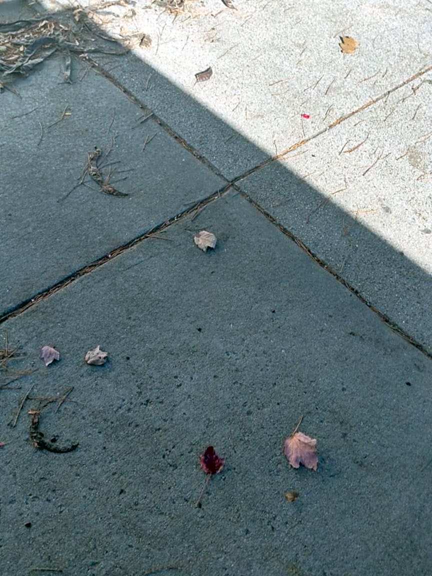 Image submitted with report