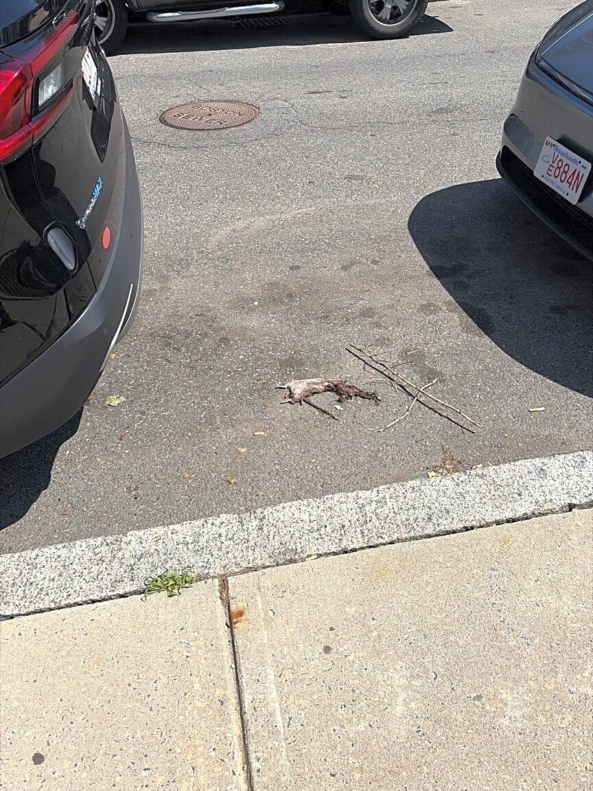 Image submitted with report
