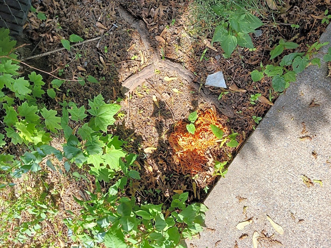 Image submitted with report