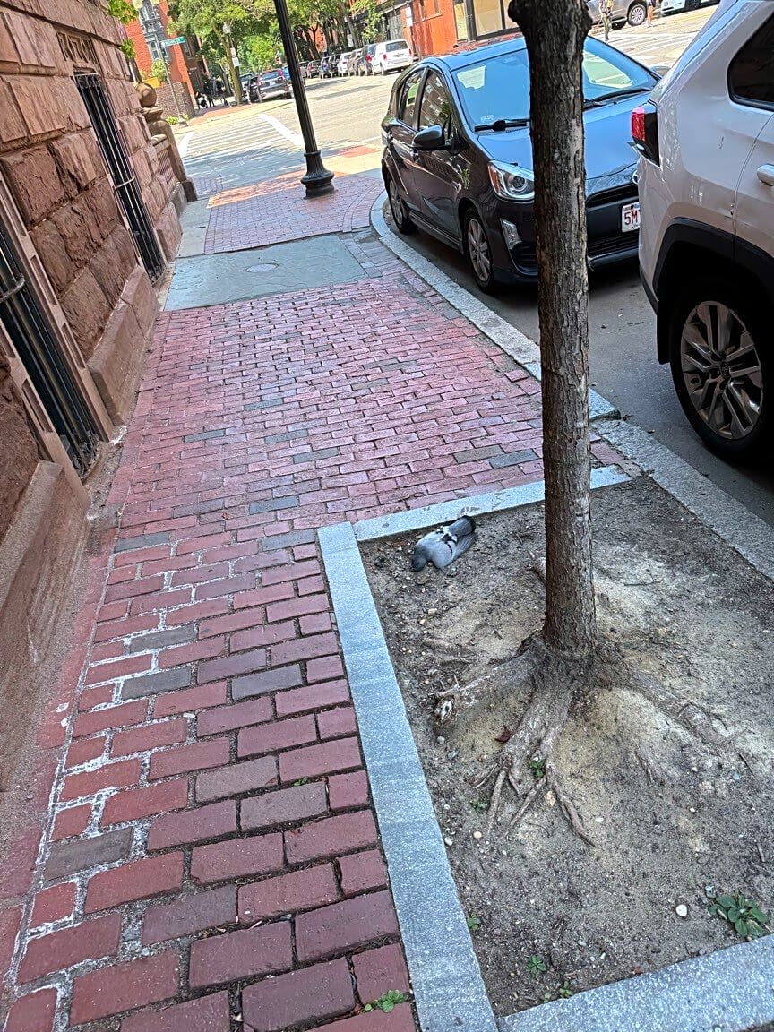 Image submitted with report