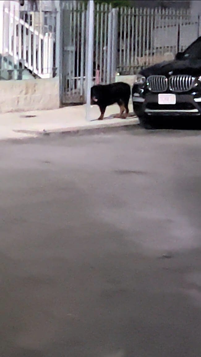 Image submitted with report
