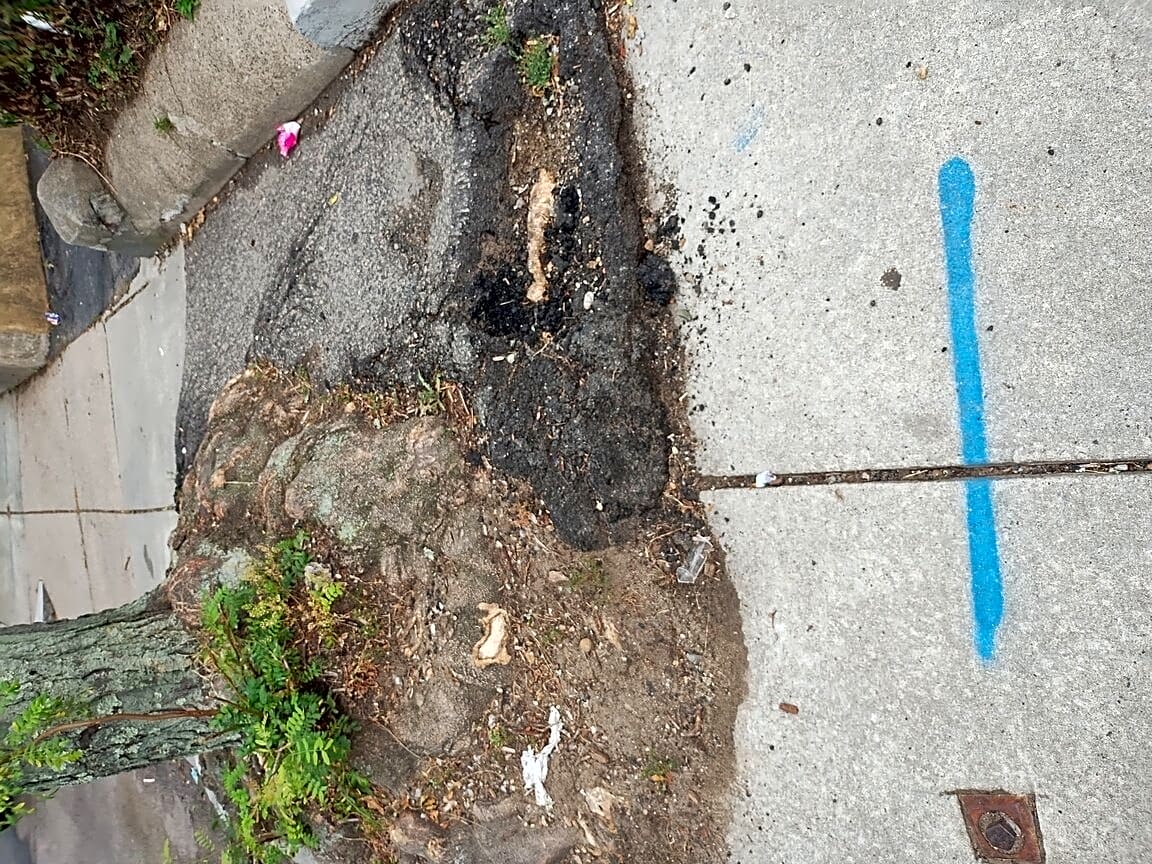 Image submitted with report