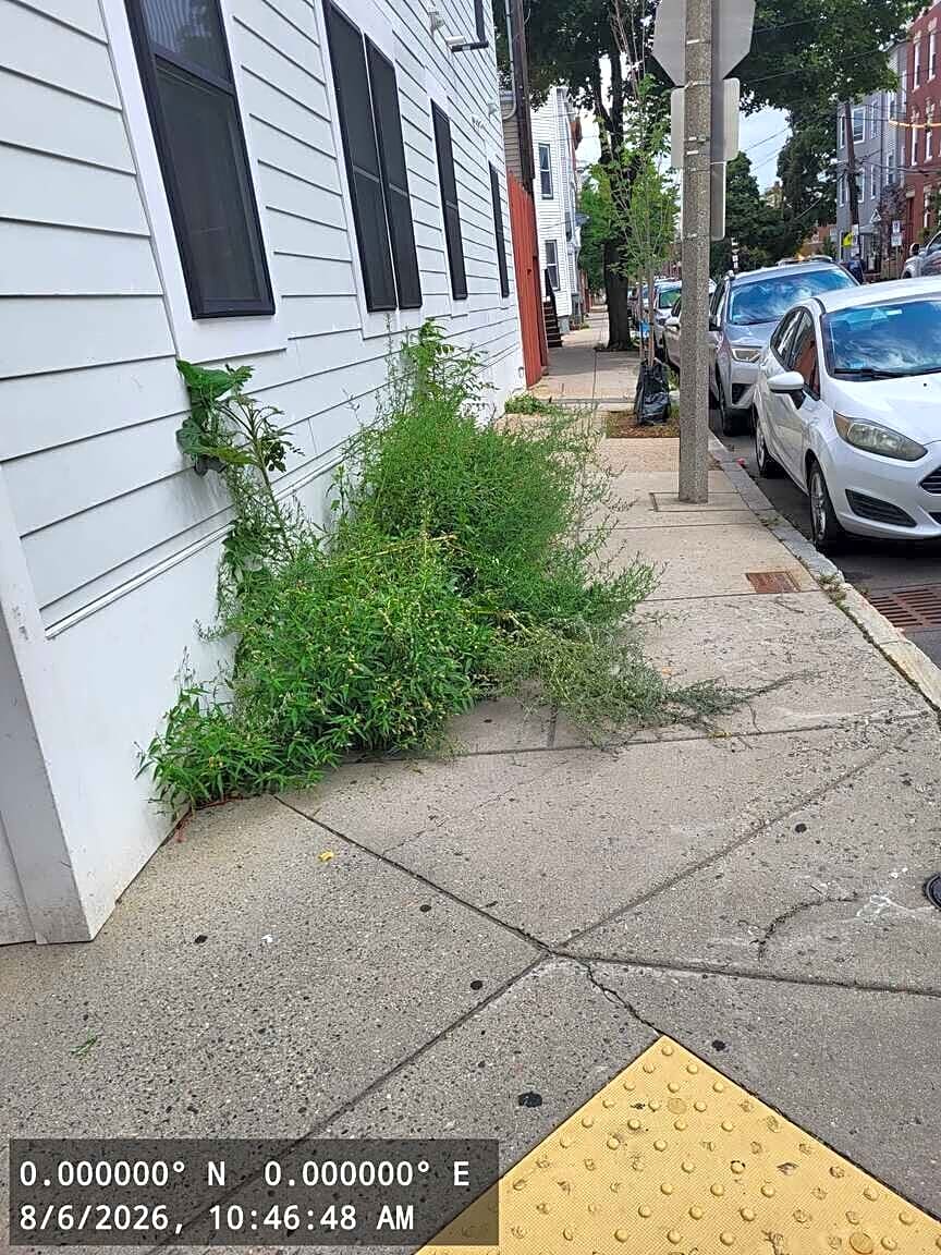 Image submitted with report