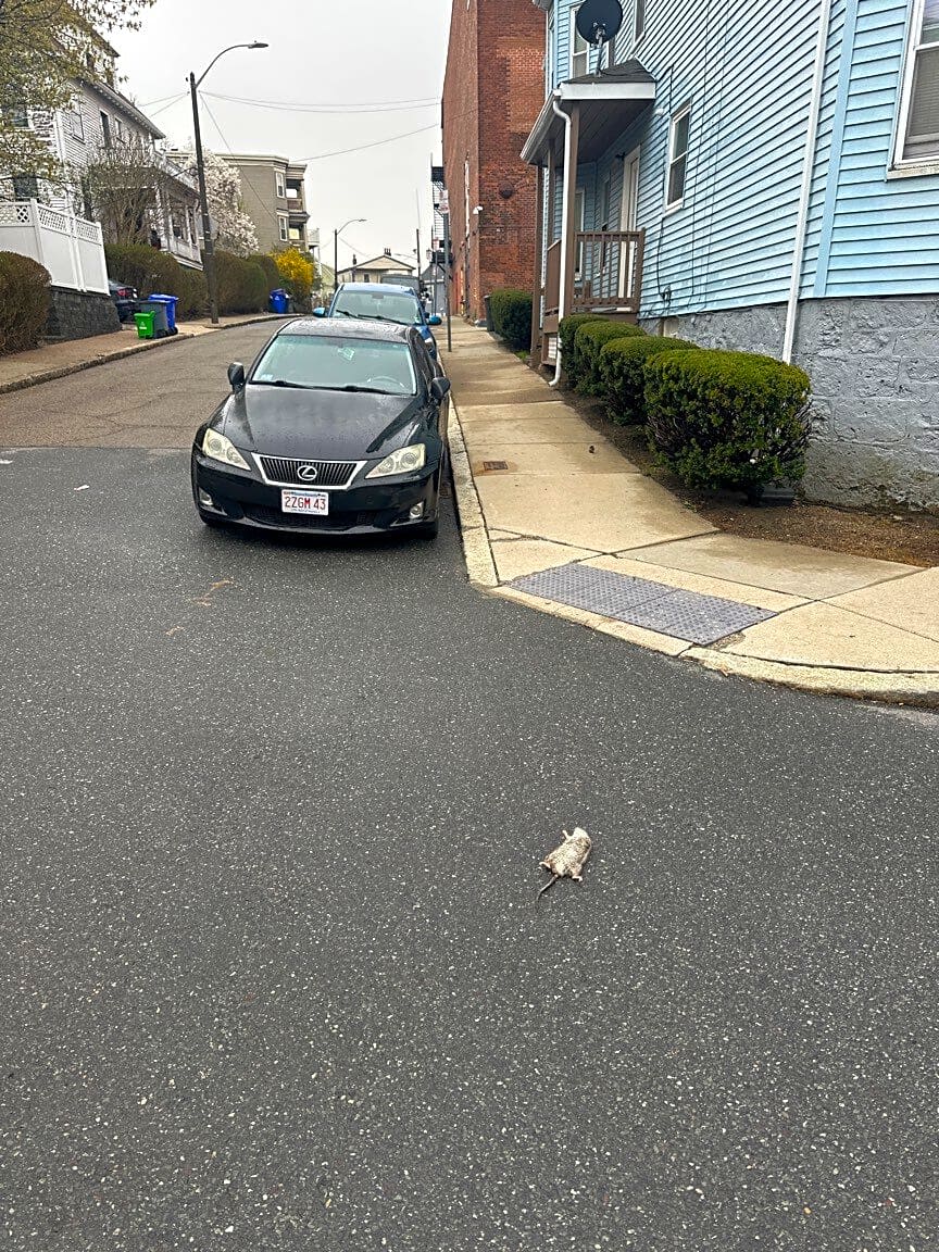 Image submitted with report