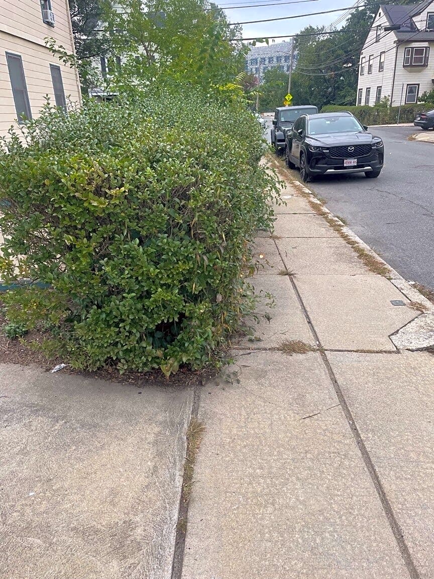 Image submitted with report