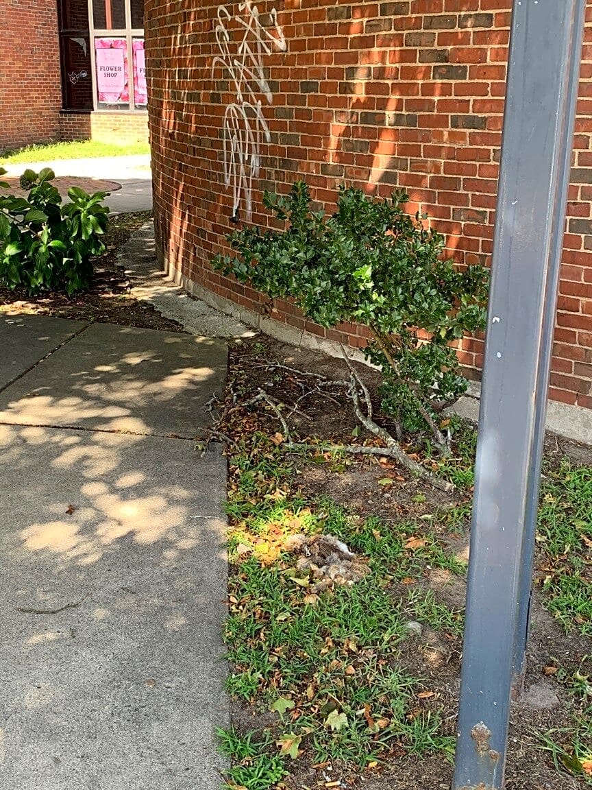 Image submitted with report