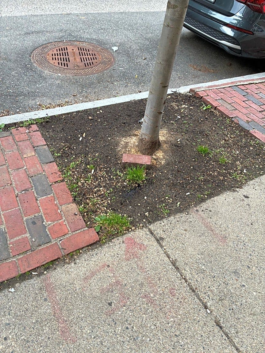 Image submitted with report