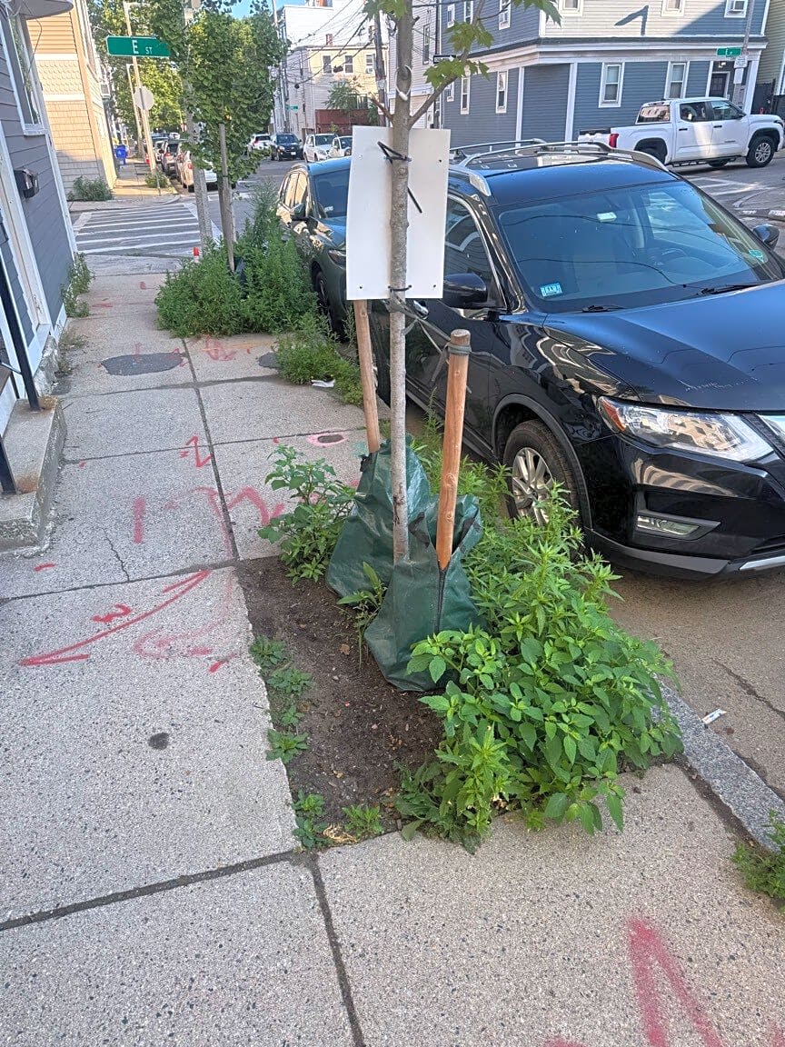 Image submitted with report