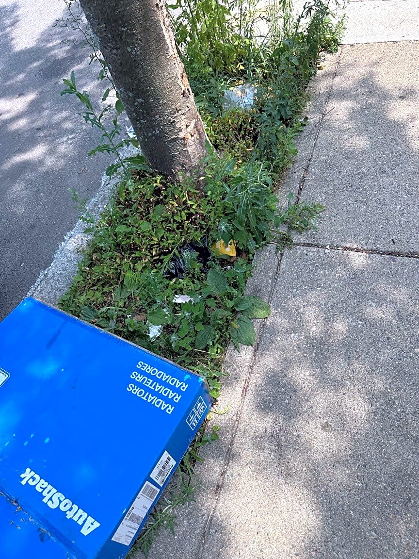 Image submitted with report