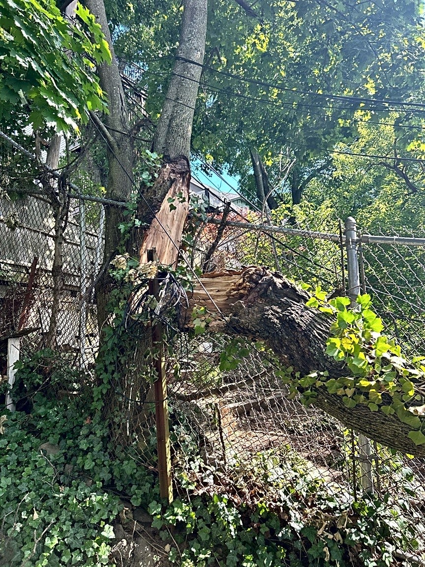 Image submitted with report