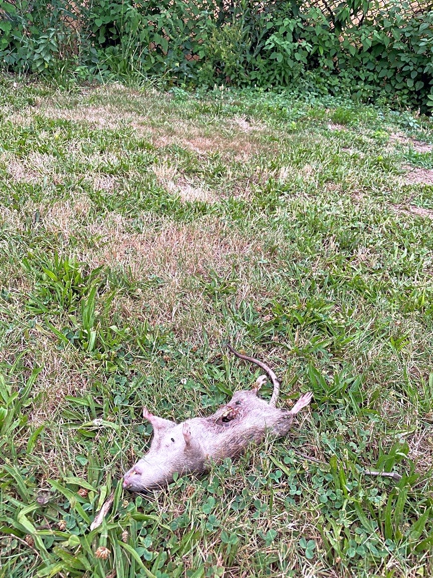 Image submitted with report