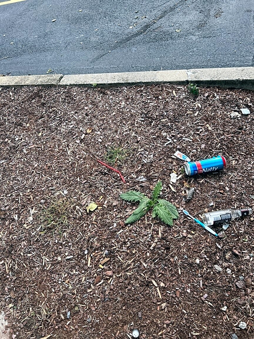 Image submitted with report