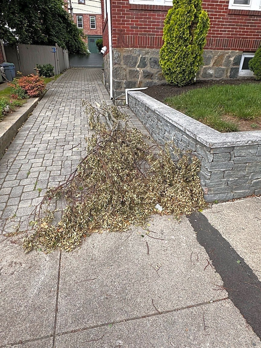 Image submitted with report