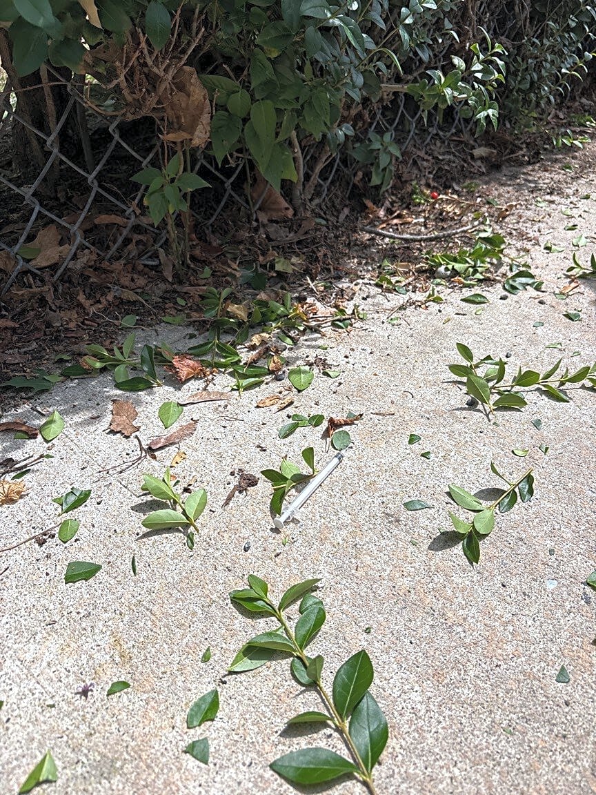 Image submitted with report