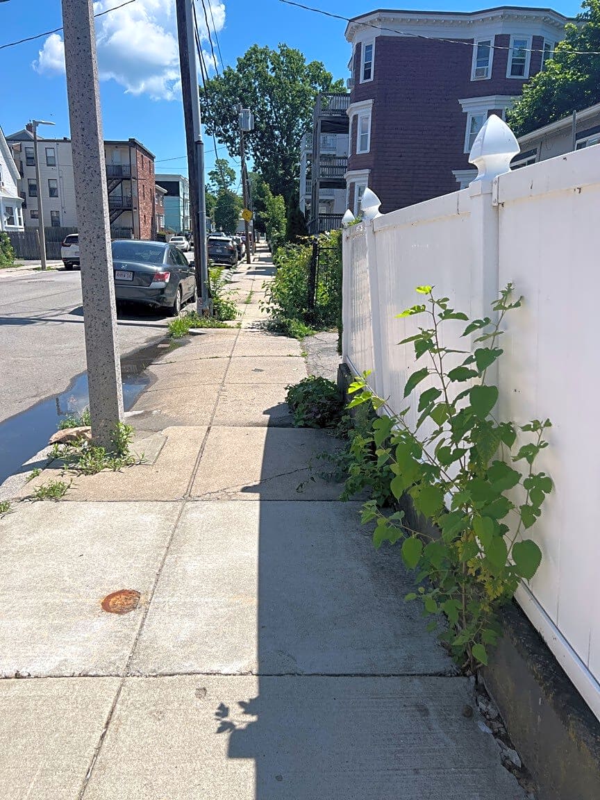 Image submitted with report