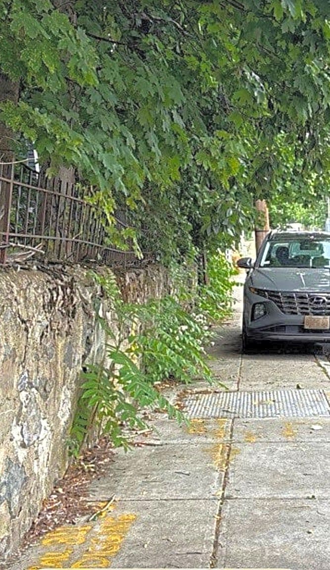 Image submitted with report