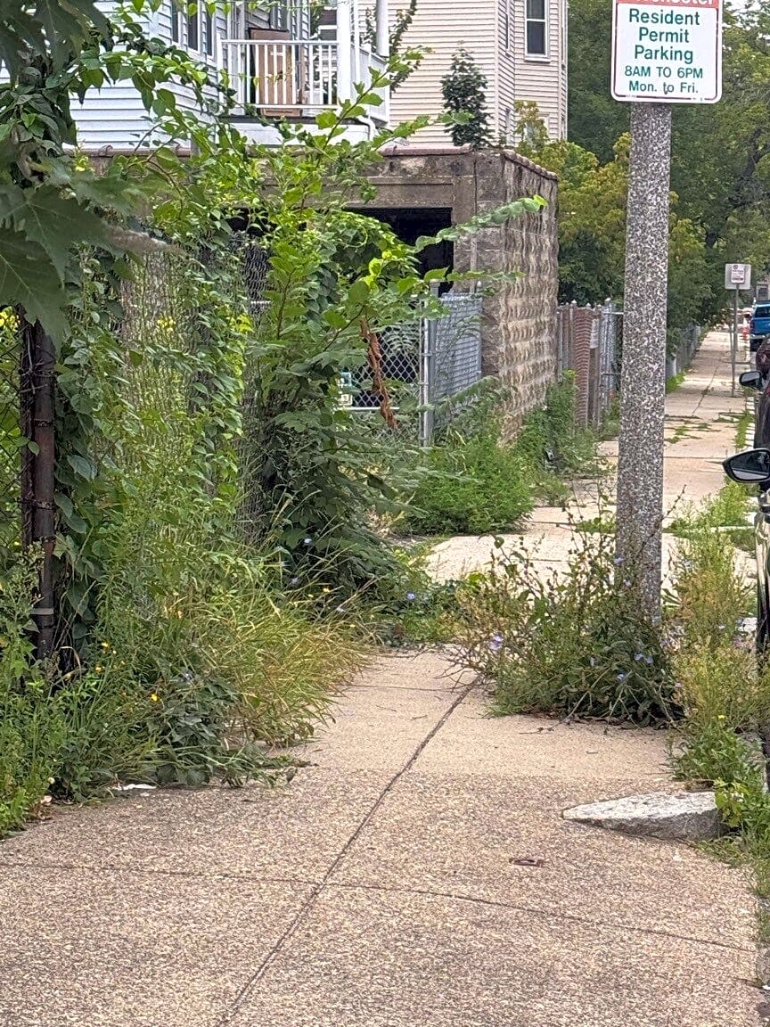 Image submitted with report