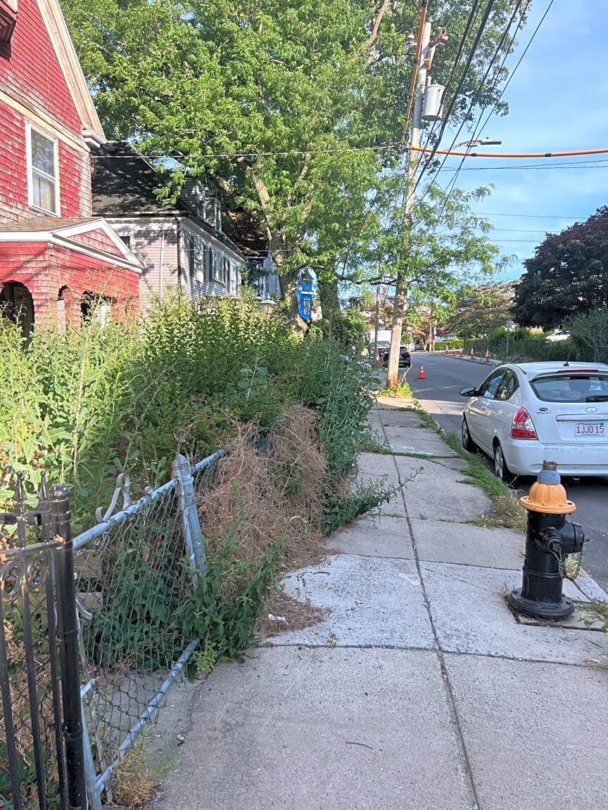 Image submitted with report