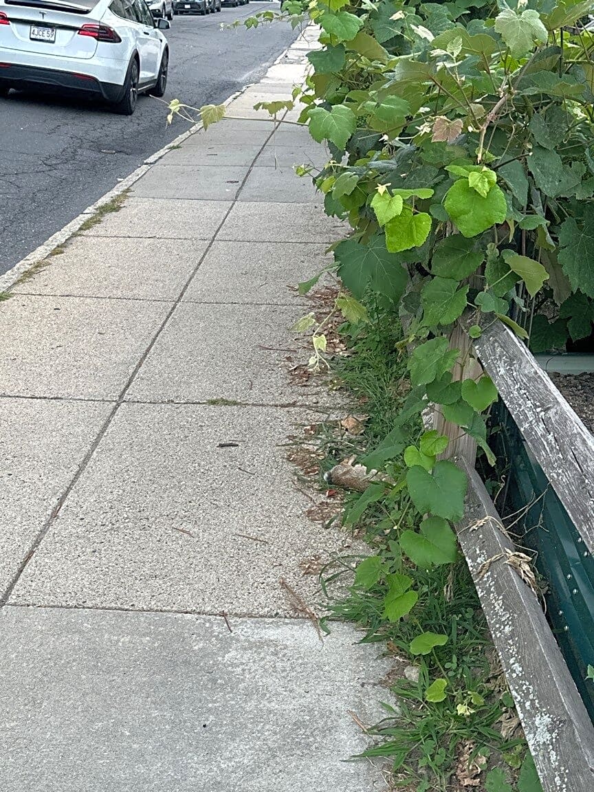 Image submitted with report