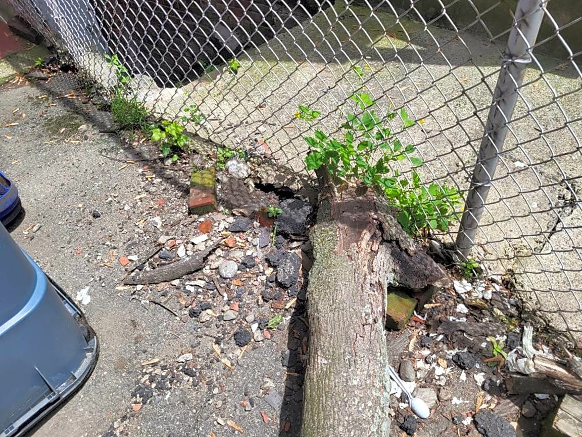 Image submitted with report