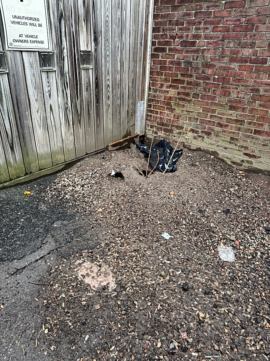 Image submitted with report