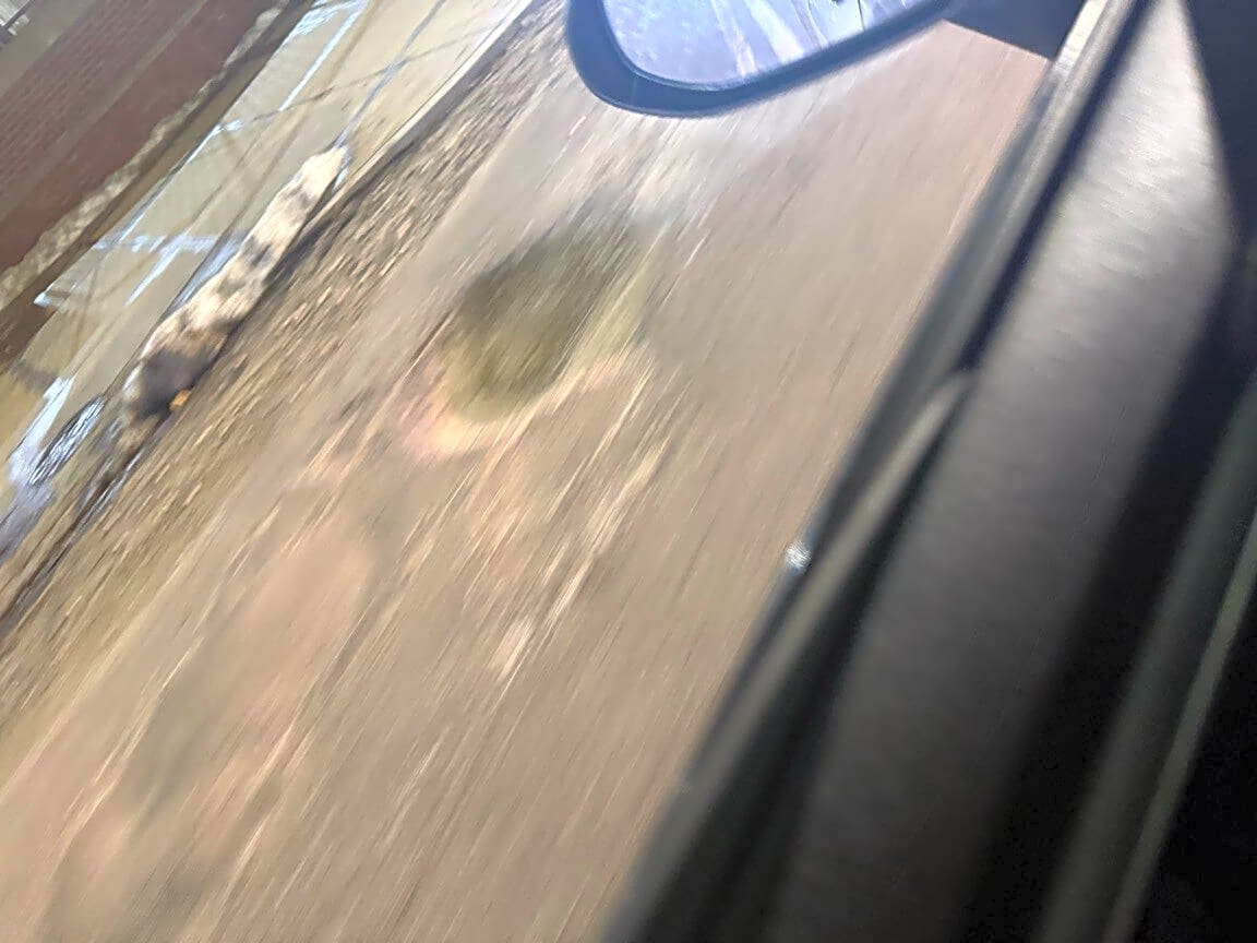 Image submitted with report