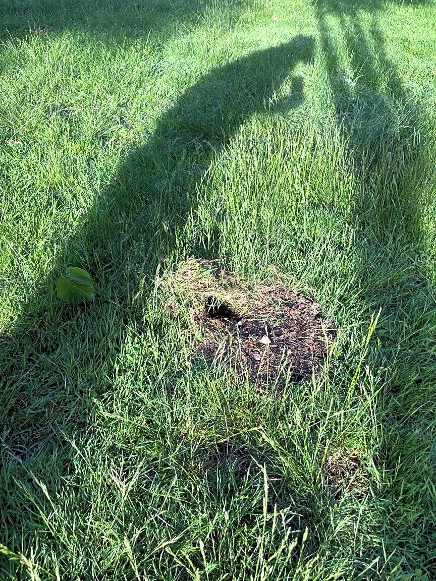 Image submitted with report