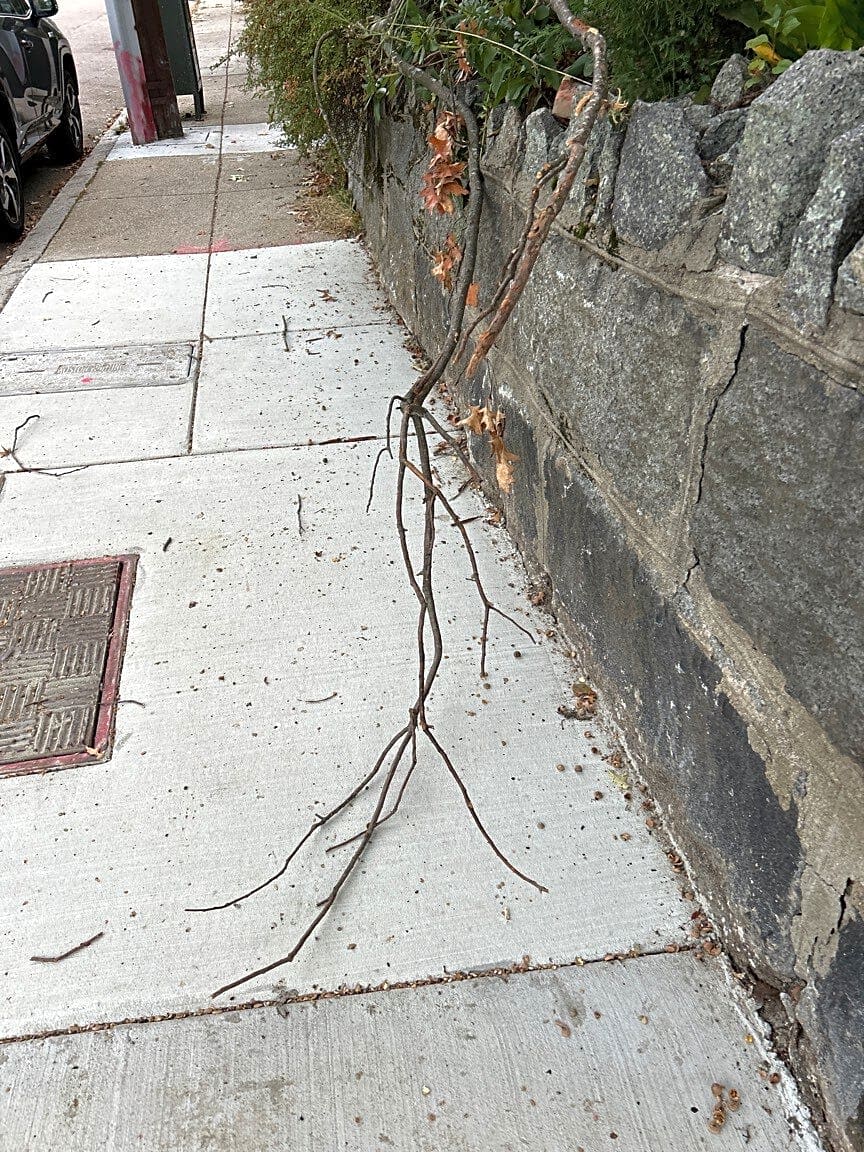 Image submitted with report