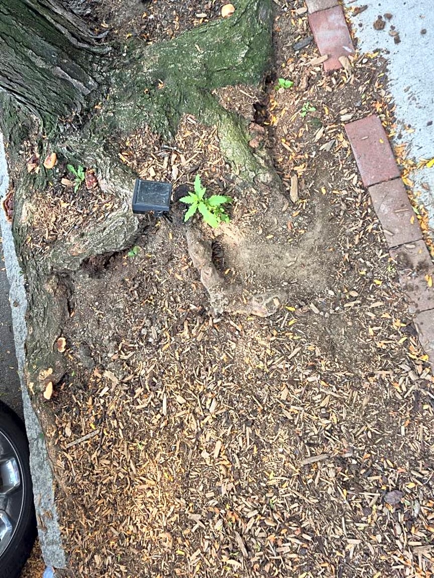 Image submitted with report