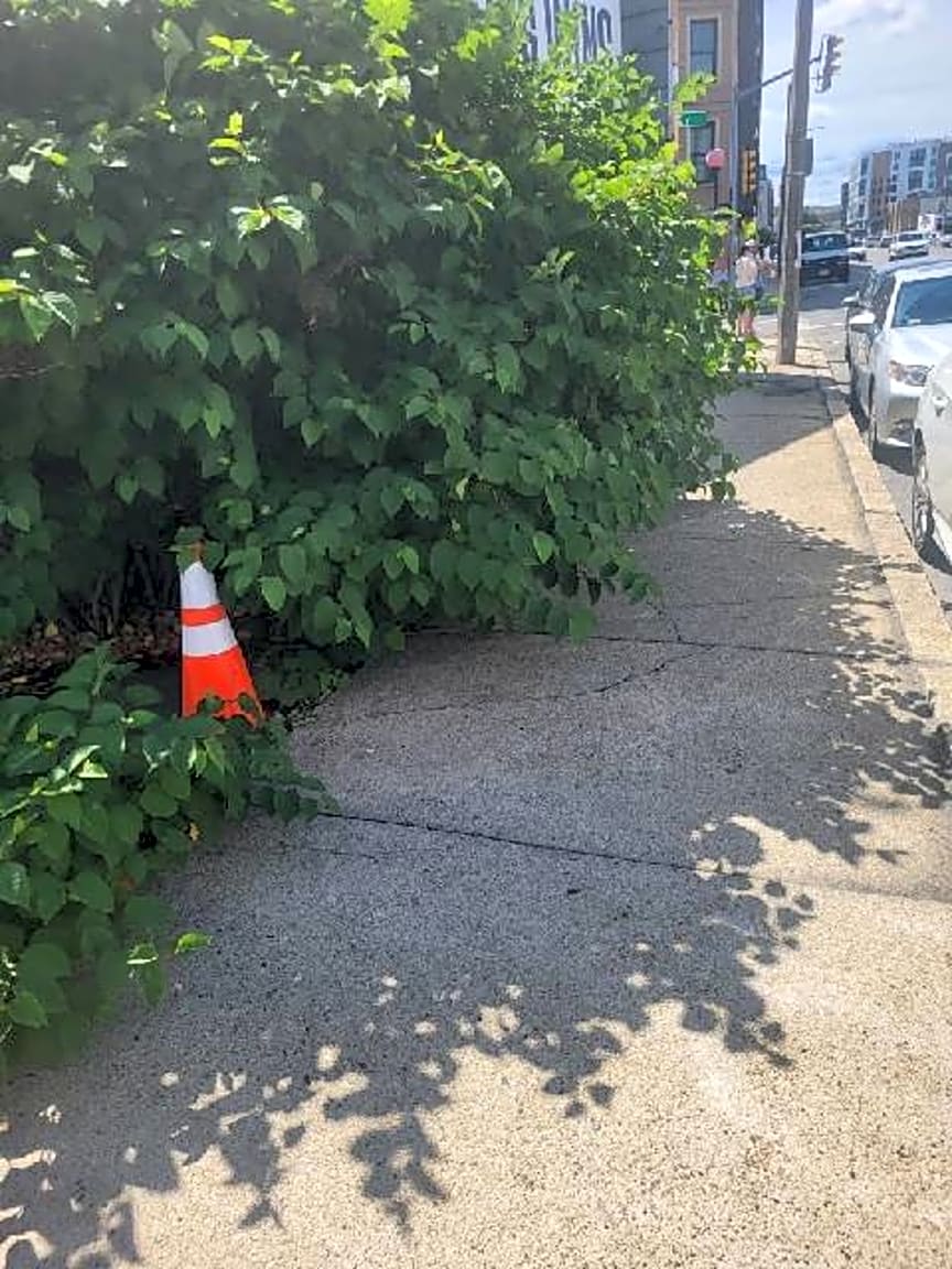 Image submitted with report