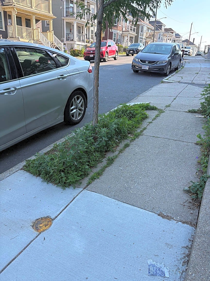 Image submitted with report