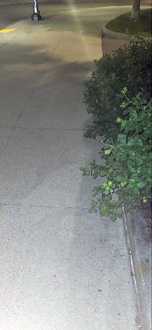Image submitted with report
