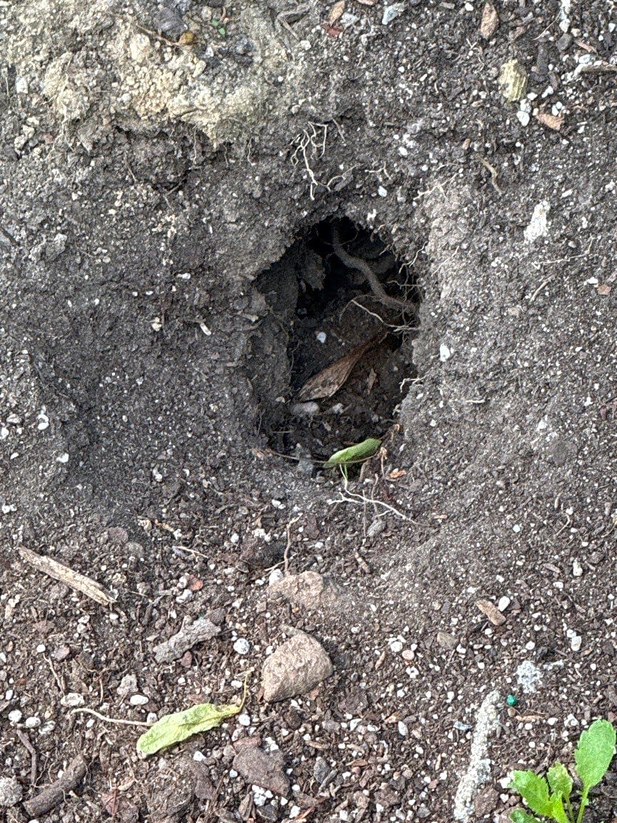Image submitted with report