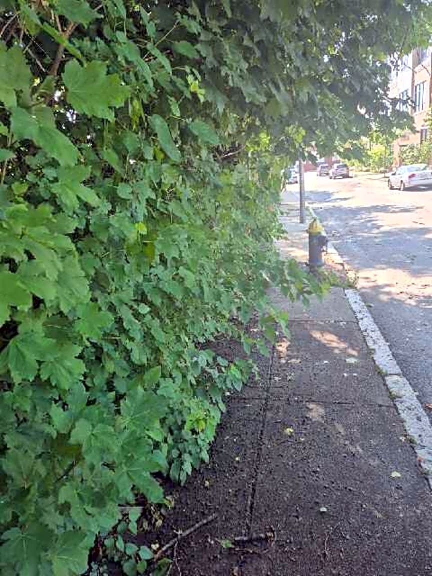 Image submitted with report