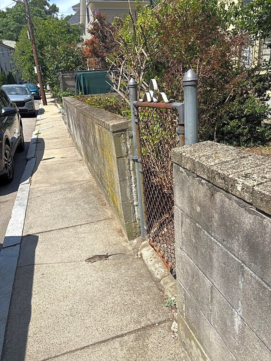 Image submitted with report