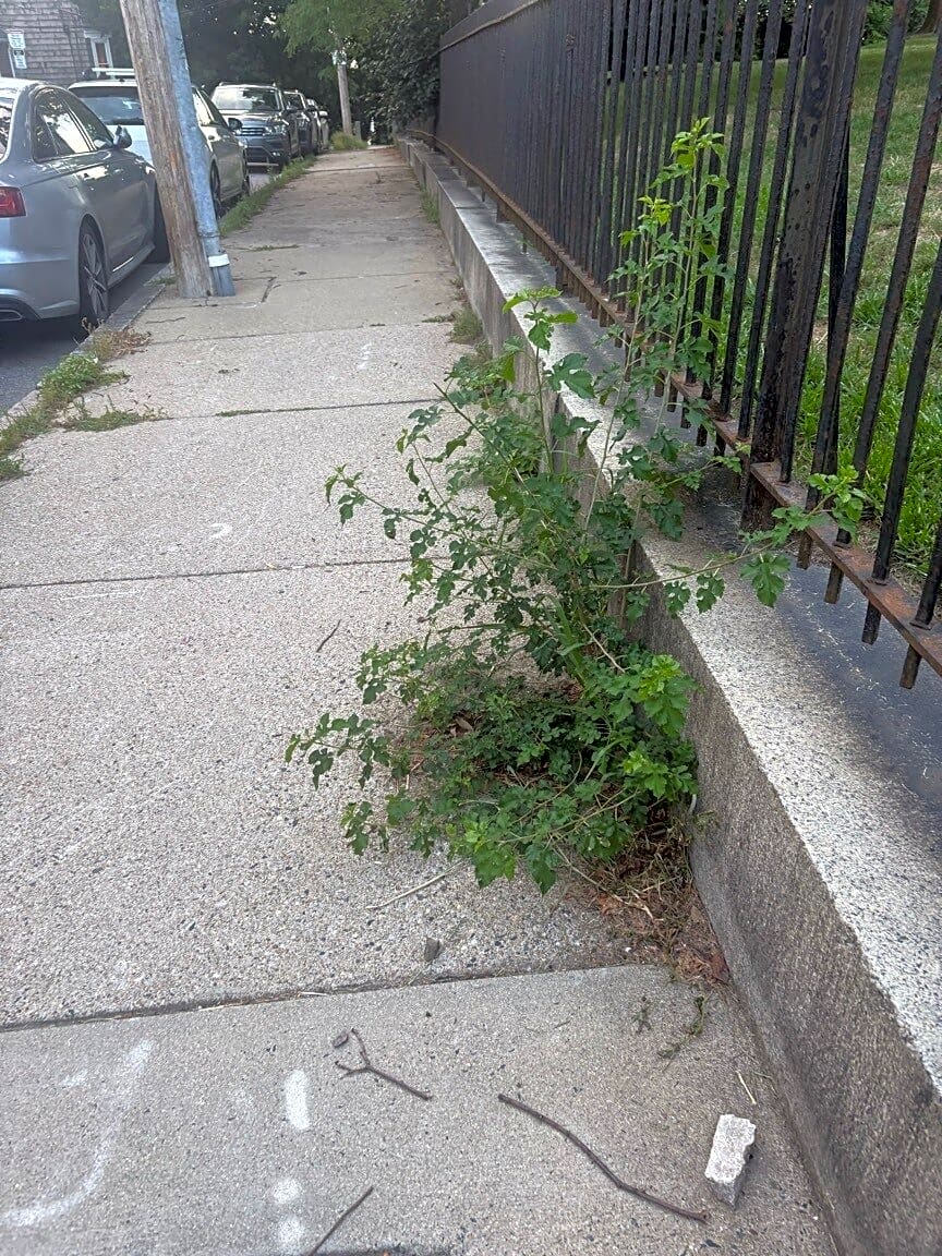 Image submitted with report