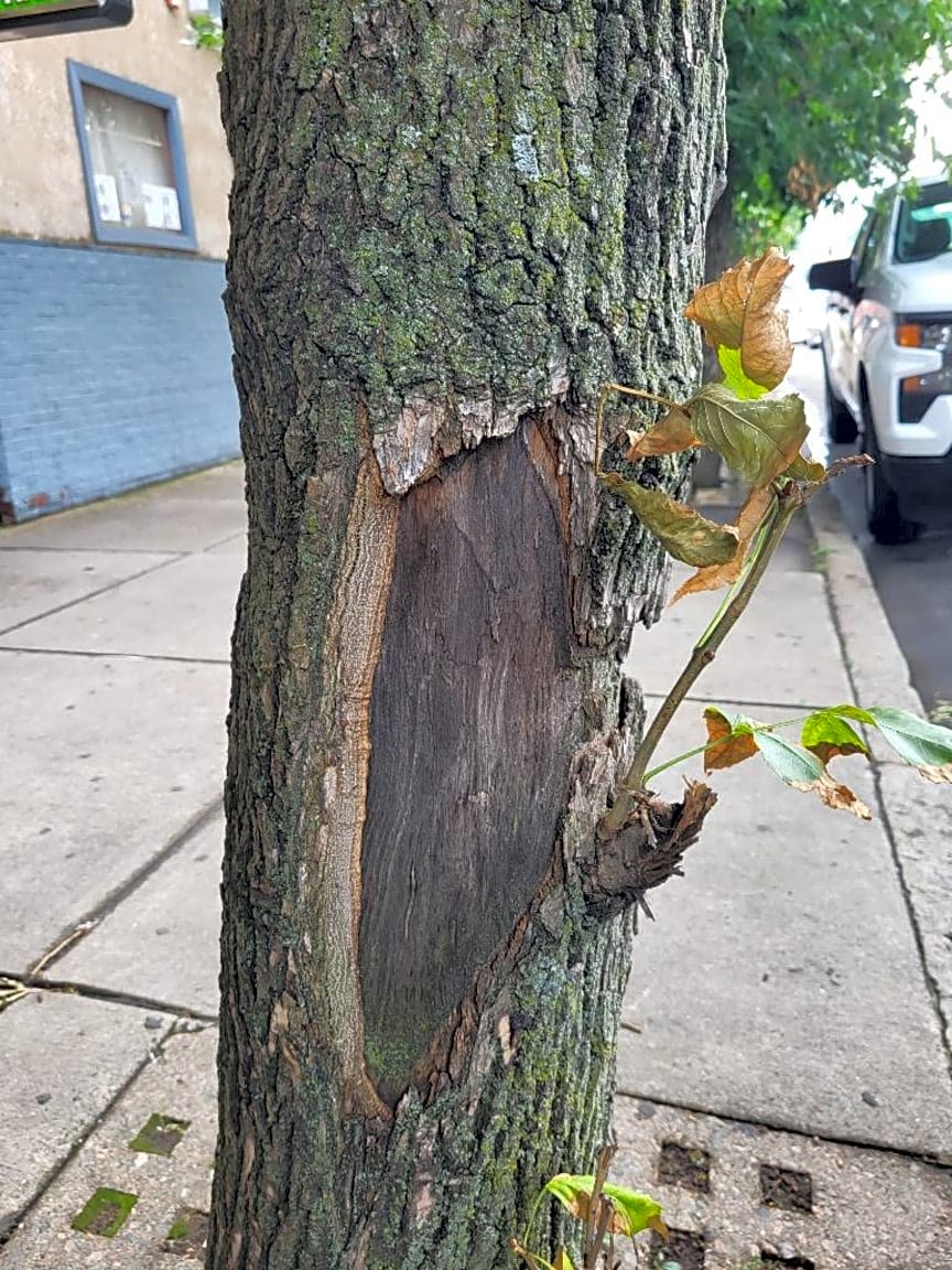 Image submitted with report