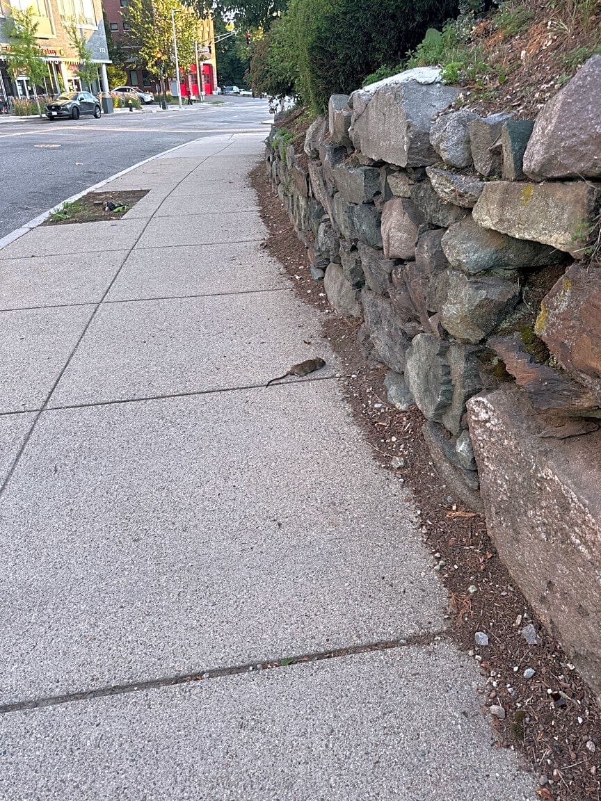 Image submitted with report