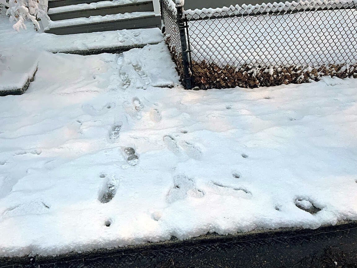 Image submitted with report