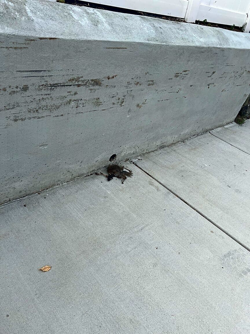 Image submitted with report